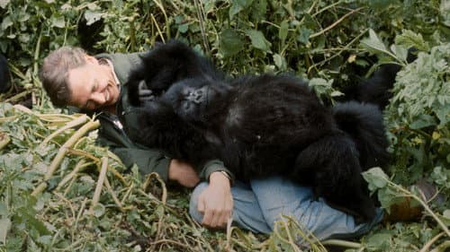 A Gorilla Story: Told by David Attenborough