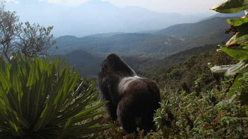 A Gorilla Story: Told by David Attenborough