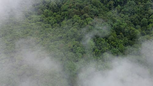El bosque entre la niebla